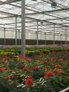 Błąd na kwiatowym polu Odcinek 1: Powrót na kwiatową farmę